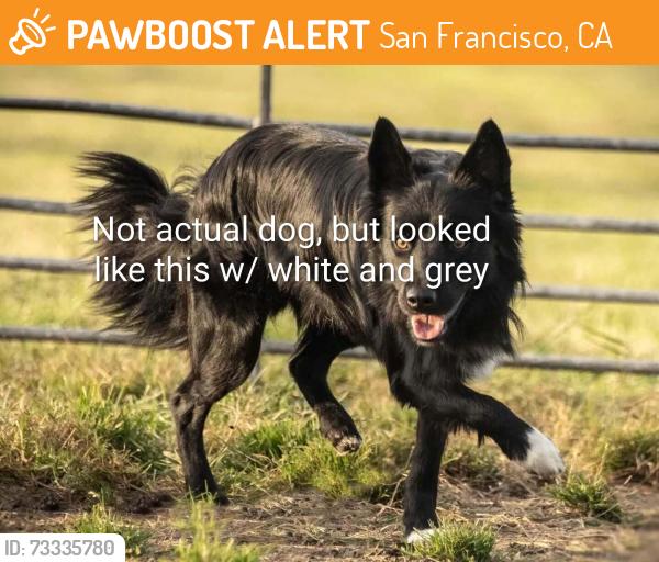 Found/Stray Unknown Dog last seen Duncan, Amber, Diamond Heights Bohlevard, San Francisco, CA 94131