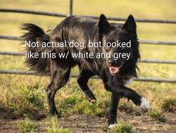 Found/Stray Unknown Dog last seen Duncan, Amber, Diamond Heights Bohlevard, San Francisco, CA 94131