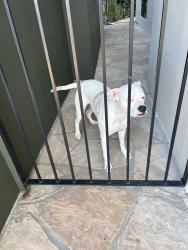 Found/Stray Female Dog last seen Canyon Lake/Lake Hollywood, Los Angeles, CA 90068