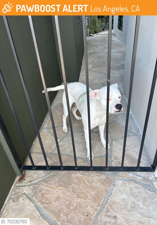 Found/Stray Female Dog last seen Canyon Lake/Lake Hollywood, Los Angeles, CA 90068