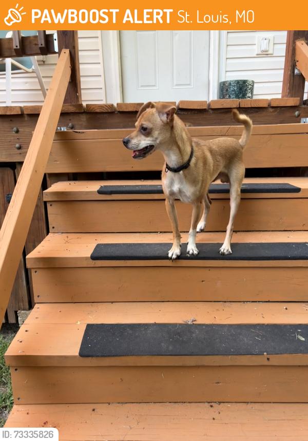 Found/Stray Male Dog last seen Wyoming St & Illinois Ave, near Benton Park, St. Louis, MO 63118