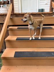 Found/Stray Male Dog last seen Wyoming St & Illinois Ave, near Benton Park, St. Louis, MO 63118
