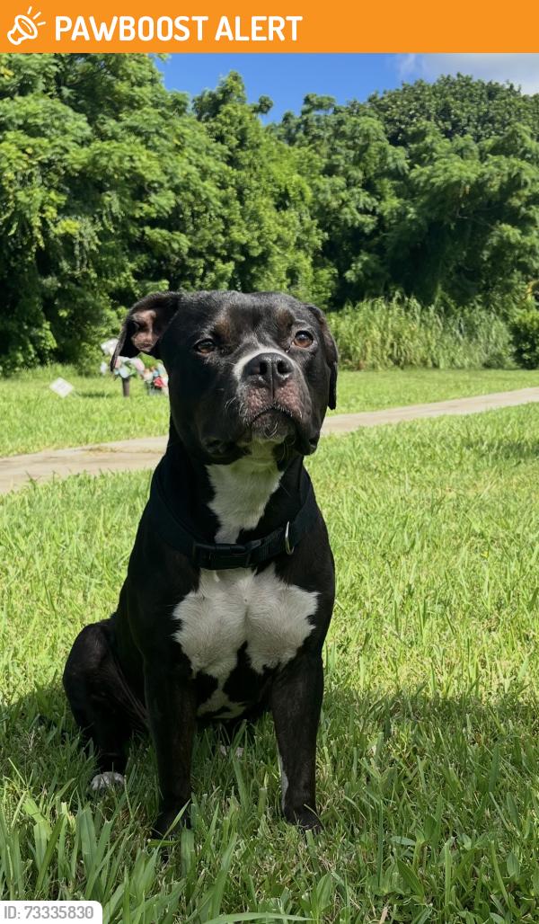 Found/Stray Unknown Dog last seen Forest hill road, West Palm Beach, FL 33405