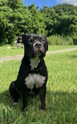 Found/Stray Unknown Dog last seen Forest hill road, West Palm Beach, FL 33405