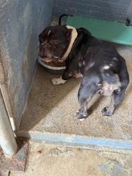 Reunited Female Dog last seen Near north ringold, West Columbia, TX 77486