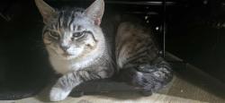 Reunited Male Cat last seen It's a neighborhood near national city public library, National City, CA 91950