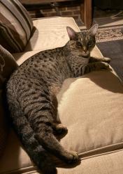 Reunited Unknown Cat last seen Fox Road, Knoxville, TN 37922