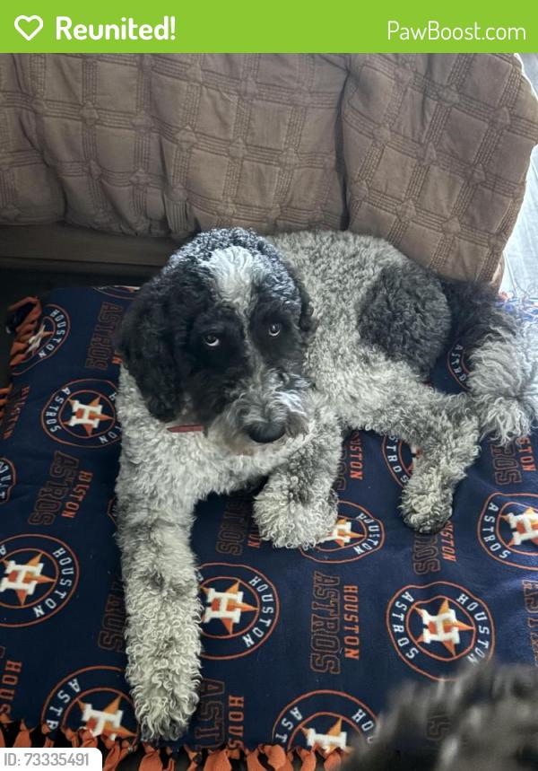 Reunited Male Dog last seen Thousand Oaks, Magnolia, TX 77354
