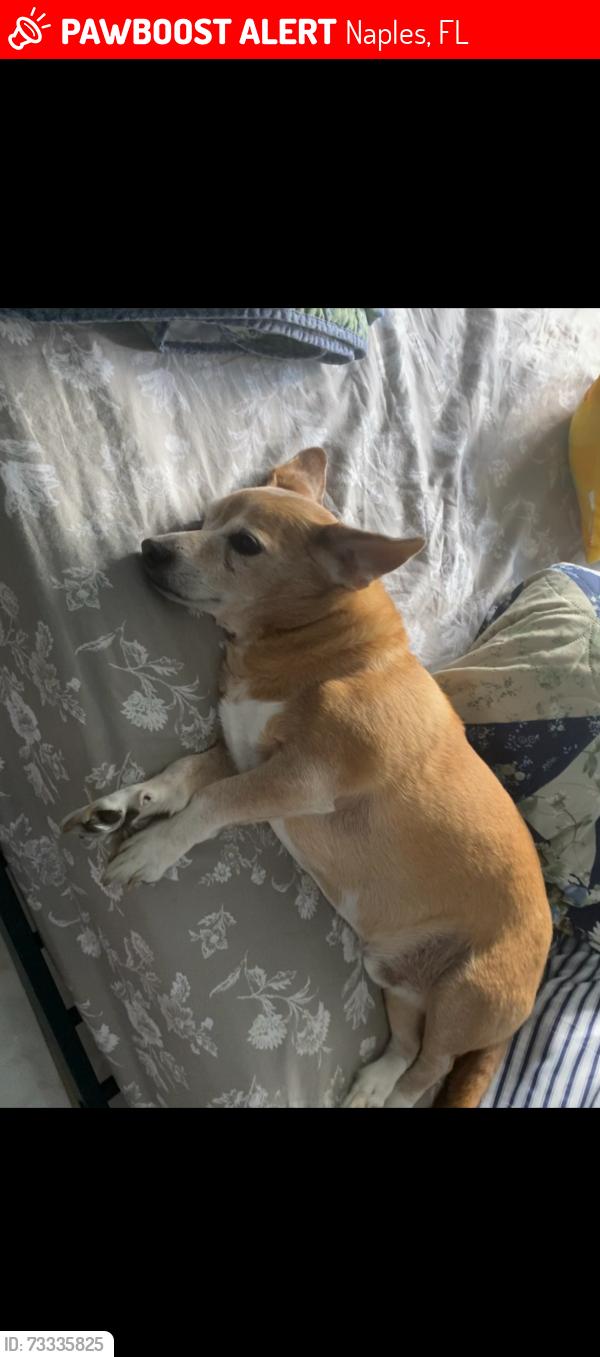 Lost Male Dog last seen Bryant Ave & Sholtz st, Naples, FL 34113
