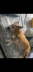 Lost Male Dog last seen Bryant Ave & Sholtz st, Naples, FL 34113