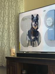 Lost Male Dog last seen Elm ave, Fresno, CA 93706
