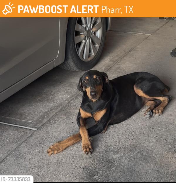Found/Stray Female Dog last seen En la calle linden y Juárez, Pharr, TX 78577