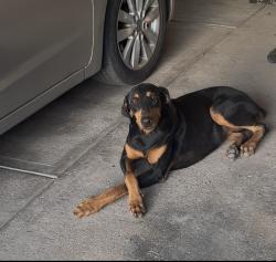 Found/Stray Female Dog last seen En la calle linden y Juárez, Pharr, TX 78577