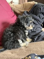Lost Female Dog last seen 23rd/24th, San Francisco, CA 94110
