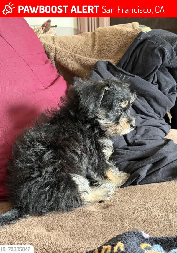 Lost Female Dog last seen 23rd/24th, San Francisco, CA 94110