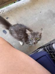 Found/Stray Female Cat last seen Blountville, TN, Blountville, TN 37617