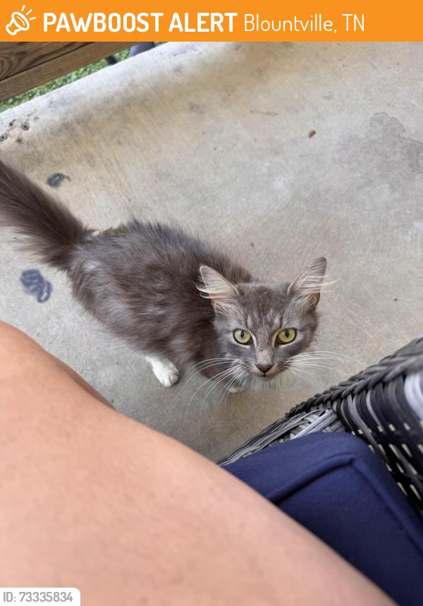 Found/Stray Female Cat last seen Blountville, TN, Blountville, TN 37617