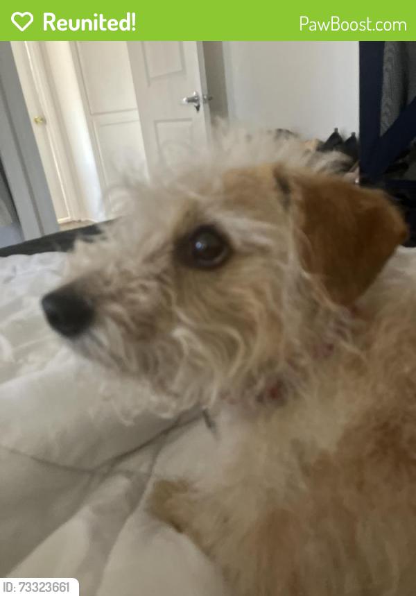 Reunited Male Dog last seen 50th and Mountain View Avenue, San Bernardino, CA 92407