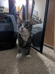 Found/Stray Unknown Cat last seen Woodcliff apmt complex, Renton, WA 98055