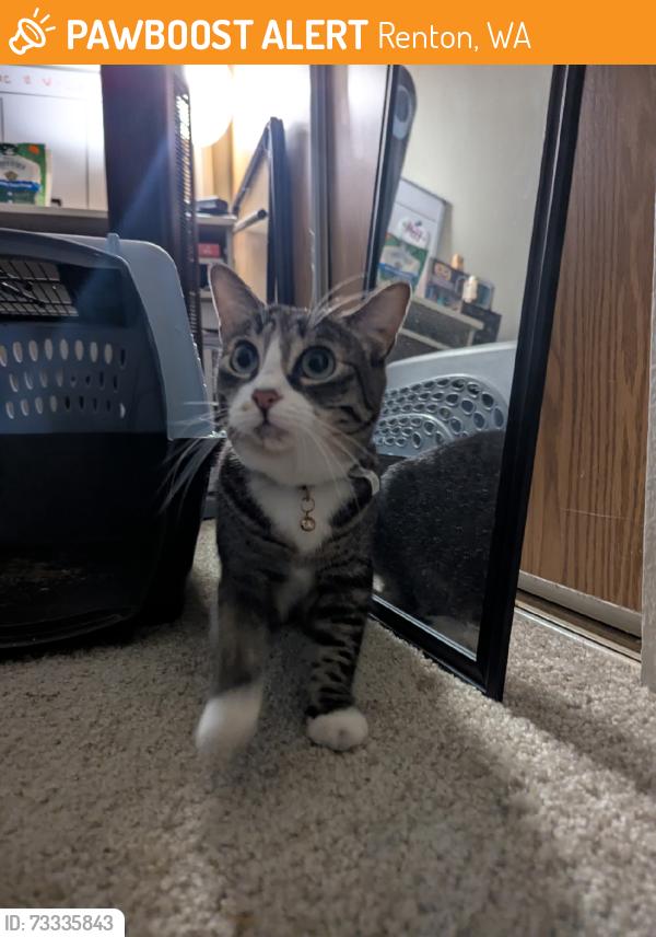 Found/Stray Unknown Cat last seen Woodcliff apmt complex, Renton, WA 98055