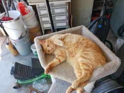 Lost Male Cat last seen Stanmore Cir. X Lexington, Vallejo, CA 94591