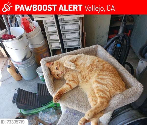 Lost Male Cat last seen Stanmore Cir. X Lexington, Vallejo, CA 94591