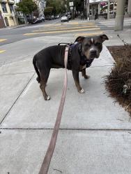 Found/Stray Female Dog last seen Ocean & Junipero Serra, San Francisco, CA 94102