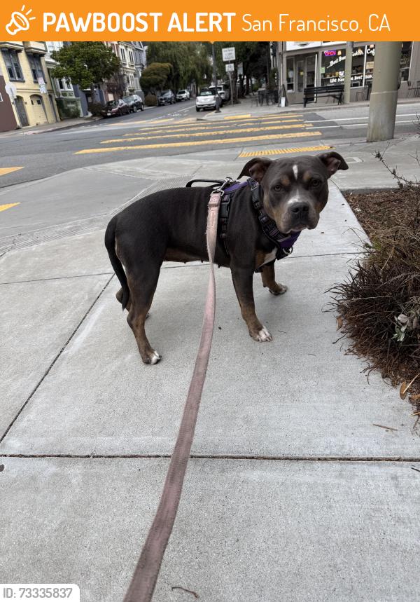 Found/Stray Female Dog last seen Ocean & Junipero Serra, San Francisco, CA 94102