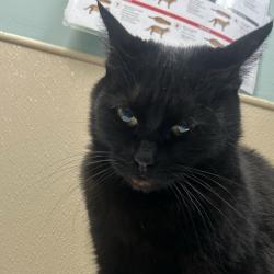 Shelter Stray Female Cat last seen , 2608 Center St, Tacoma, WA 98409, USA