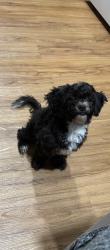 Lost Male Dog last seen 2nd ave, Hillsboro, OR 97124