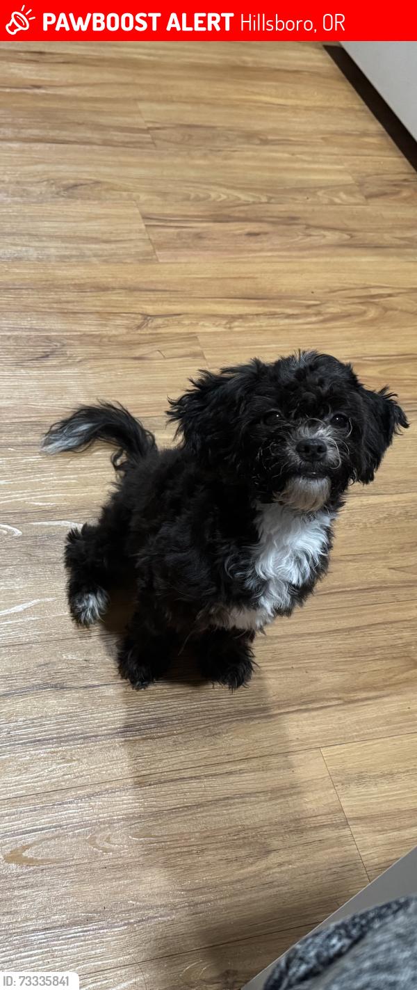 Lost Male Dog last seen 2nd ave, Hillsboro, OR 97124