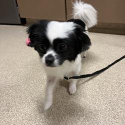 Shelter Stray Female Dog last seen , 54687 Co Rd 19, Bristol, IN 46507, USA