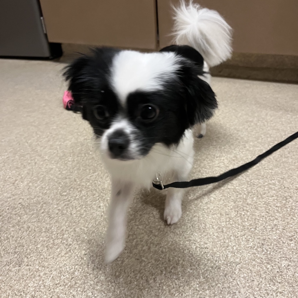 Shelter Stray Female Dog last seen , 54687 Co Rd 19, Bristol, IN 46507, USA