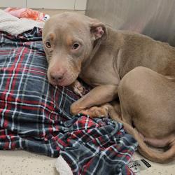 Shelter Stray Female Dog last seen , 2608 Center St, Tacoma, WA 98409, USA