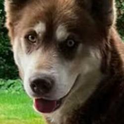 Shelter Stray Female Dog last seen , 2608 Center St, Tacoma, WA 98409, USA