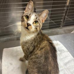 Shelter Stray Female Cat last seen , 3173 K-68 Hwy, Ottawa, KS 66067, USA