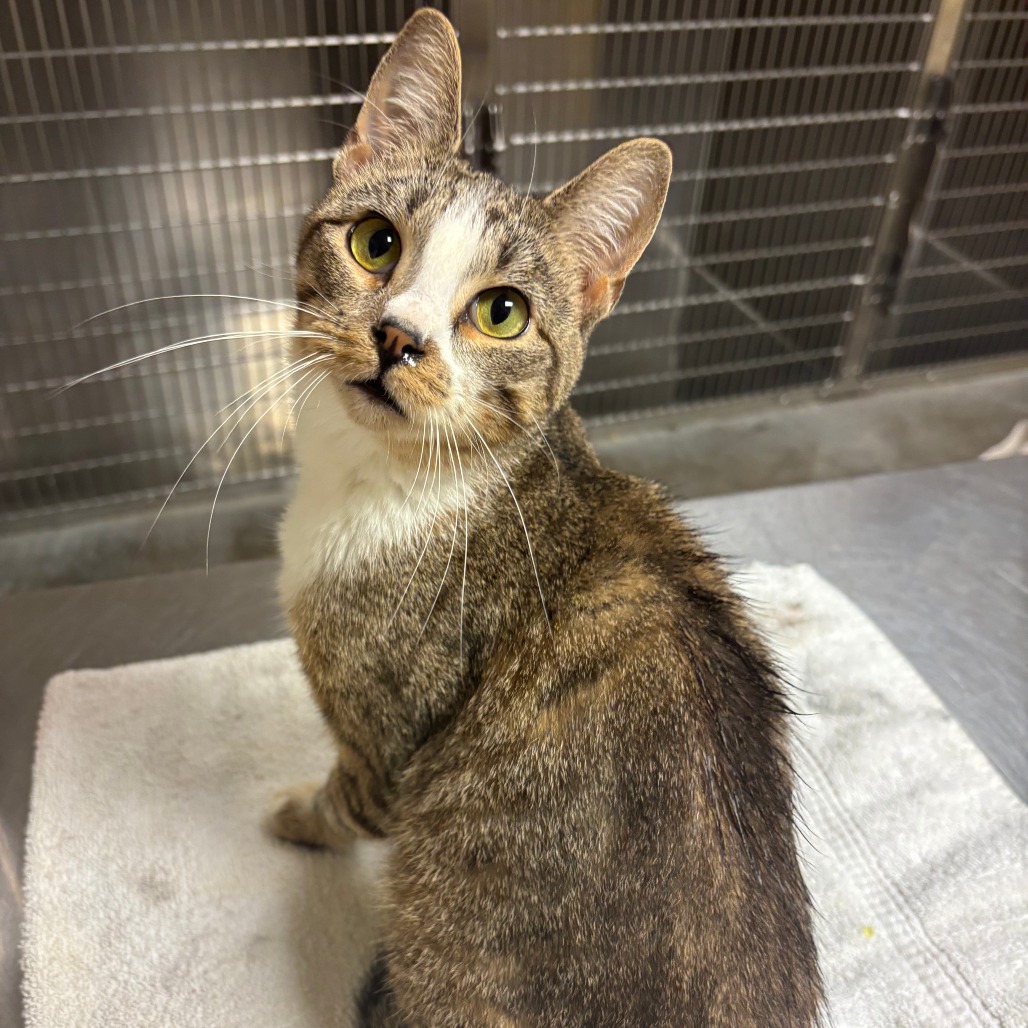 Shelter Stray Female Cat last seen , 3173 K-68 Hwy, Ottawa, KS 66067, USA