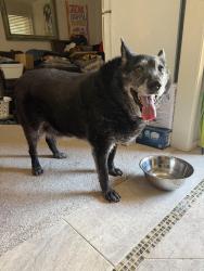Reunited Male Dog last seen Tucson and Juniper Ln, Lewisville, TX 75077