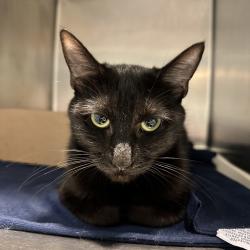 Shelter Stray Female Cat last seen , 4500 N Access Rd, Chattanooga, TN 37415, USA
