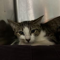 Shelter Stray Unknown Cat last seen , 4500 N Access Rd, Chattanooga, TN 37415, USA