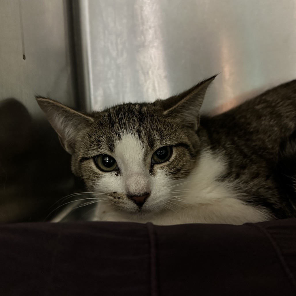Shelter Stray Unknown Cat last seen , 4500 N Access Rd, Chattanooga, TN 37415, USA