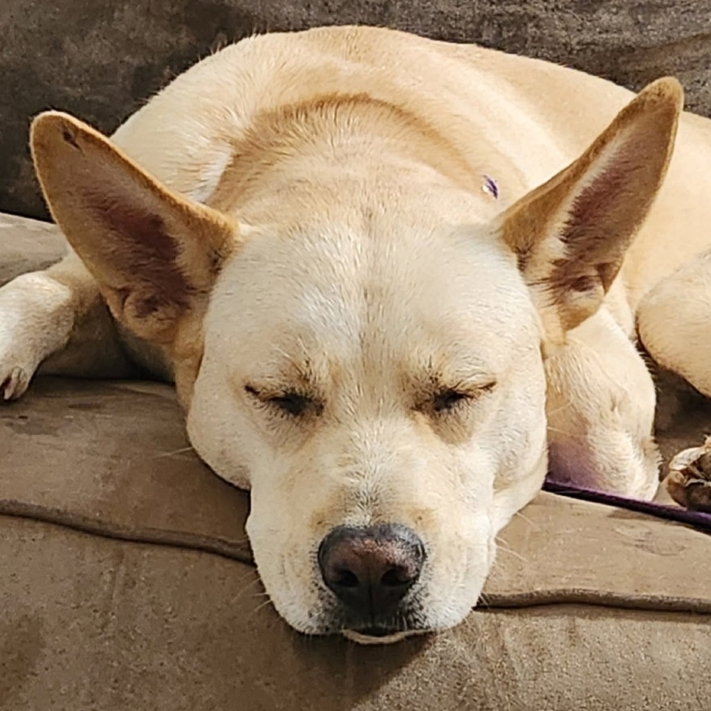 Shelter Stray Female Dog last seen , 328 Furman Hall Rd, Greenville, SC 29609, USA