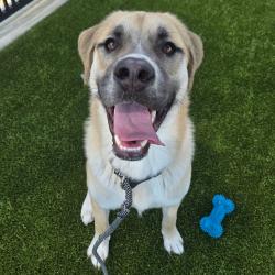Shelter Stray Male Dog last seen , 328 Furman Hall Rd, Greenville, SC 29609, USA