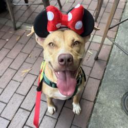 Shelter Stray Female Dog last seen , 328 Furman Hall Rd, Greenville, SC 29609, USA