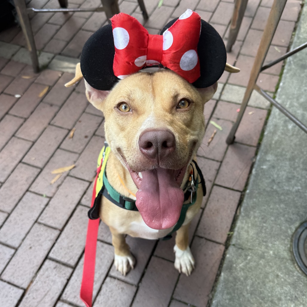 Shelter Stray Female Dog last seen , 328 Furman Hall Rd, Greenville, SC 29609, USA