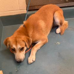 Shelter Stray Male Dog last seen , 2350 Appling City Cove, Memphis, TN 38133, USA
