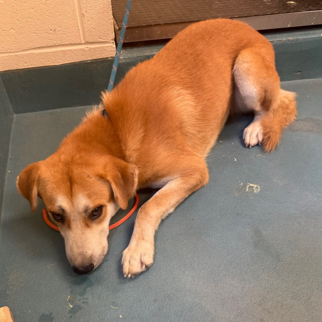 Shelter Stray Male Dog last seen , 2350 Appling City Cove, Memphis, TN 38133, USA