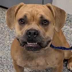 Shelter Stray Female Dog last seen , 328 Furman Hall Rd, Greenville, SC 29609, USA