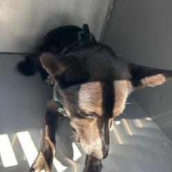 Shelter Stray Male Dog last seen , 980 Guilford College Rd, Greensboro, NC 27409, USA