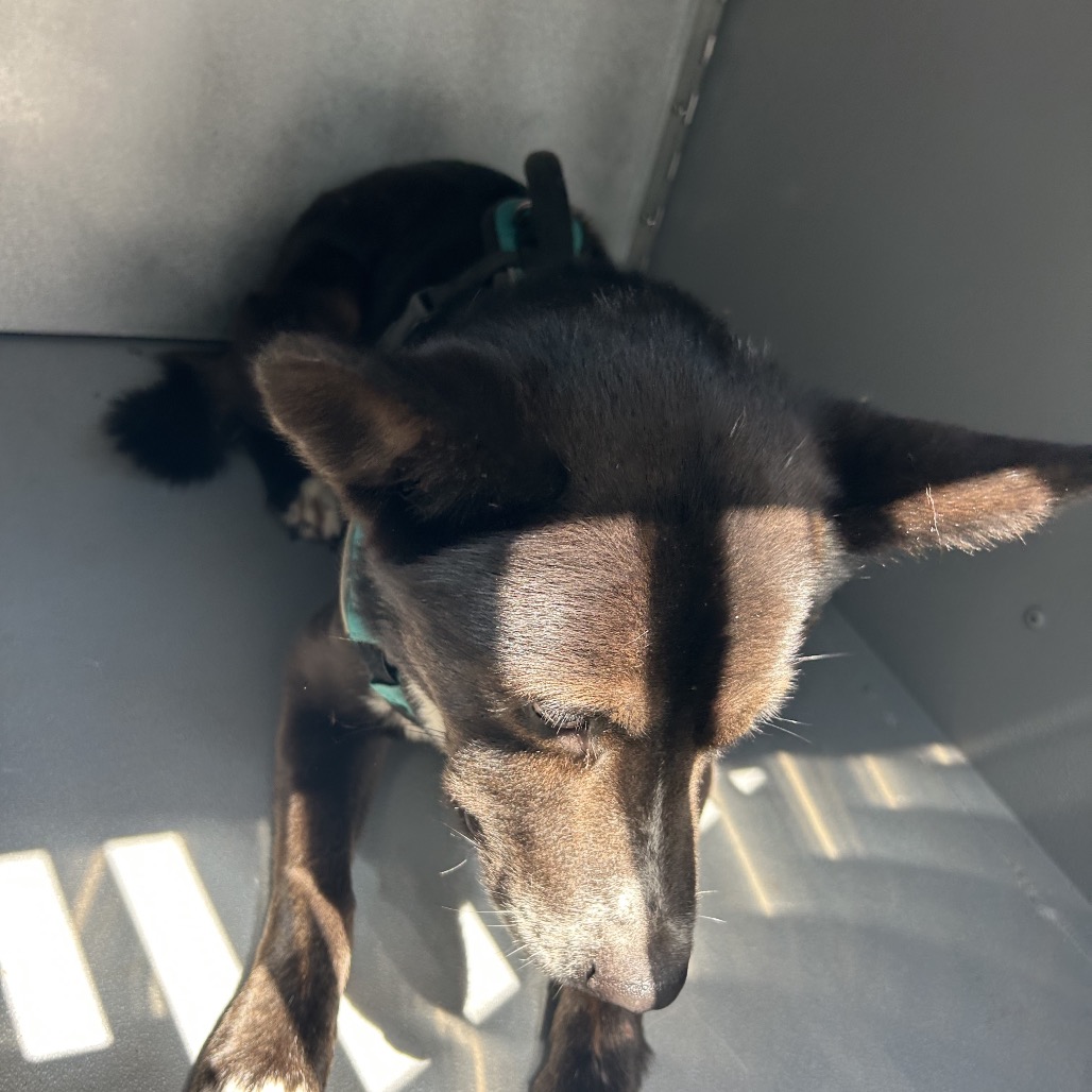 Shelter Stray Male Dog last seen , 980 Guilford College Rd, Greensboro, NC 27409, USA